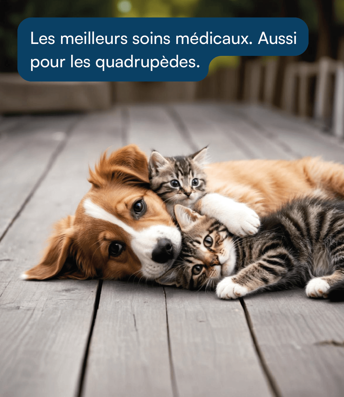 Assurance animaux de compagnie pour chiens et chats
